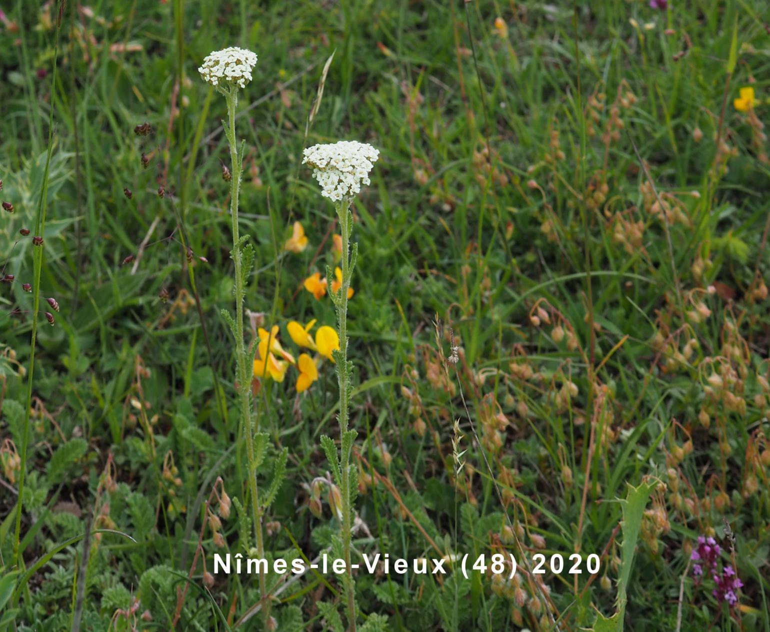 Yarrow, Fragrant